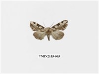 藏品(連珠波紋蛾)的圖片